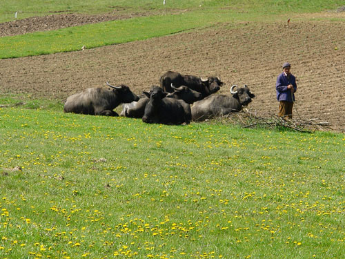 Foto in afro-savana Racasului (c) Petru Goja